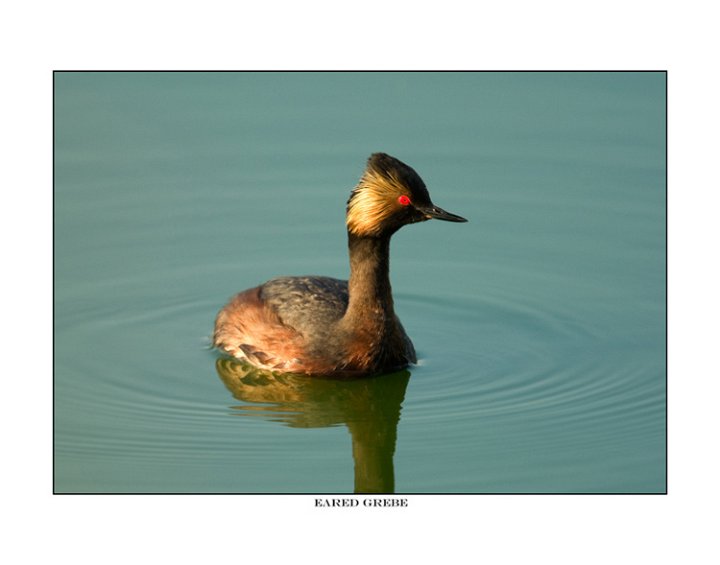 9581 eared grebe.jpg